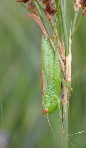 Réf. 213 568 : Conocephalus dorsalis